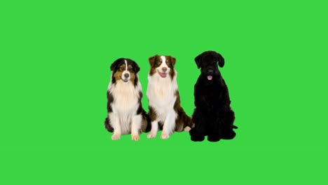 giant schnauzer and australian shepherds sitting together on a green screen, chroma key