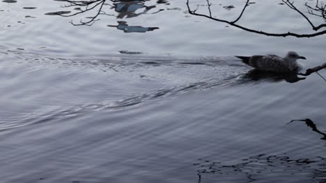 seagulls swim in the water