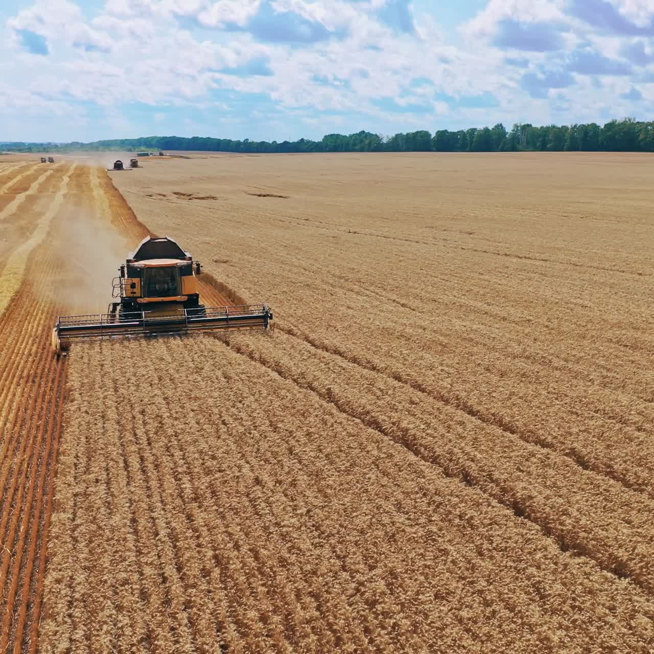 Harvester on wheat field. Industrial footage on agricultural theme. Combine harvester on the yellow field under the blue sky. Harvesting crop in summer.