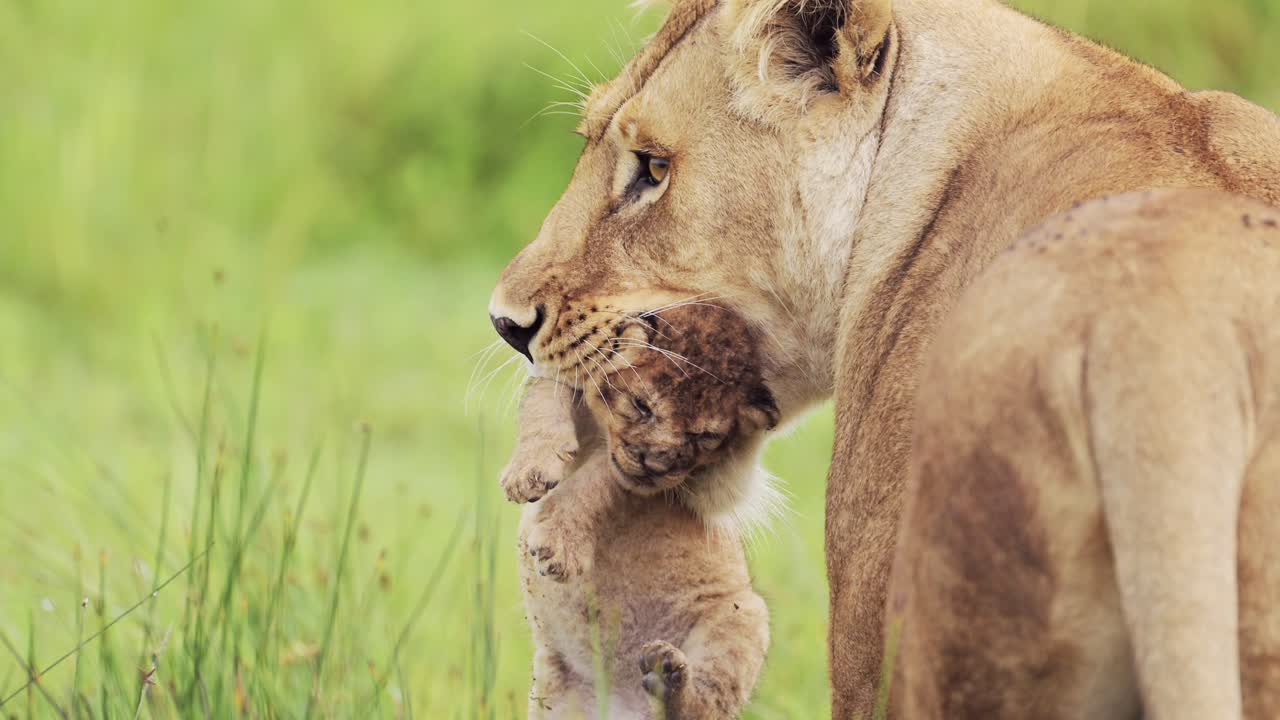 slowmotion leeuw die een klein welpje draagt in het serengeti national park in tanzania in afrika, leeuwin moeder met schattige jonge pasgeboren leeuwen welpen in de mond van de moeder, afrikaanse dieren in het wild close-up