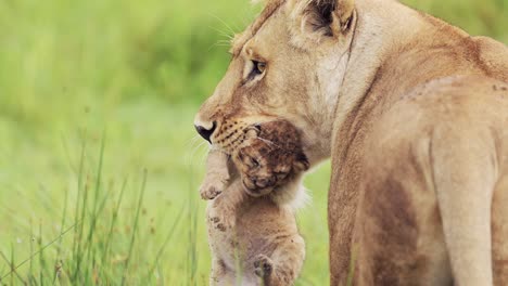 slow motion lion carrying tiny baby cub in serengeti national park in tanzania in africa, lioness mother with cute small young newborn lions cubs in mothers mouth, african wildlife close up