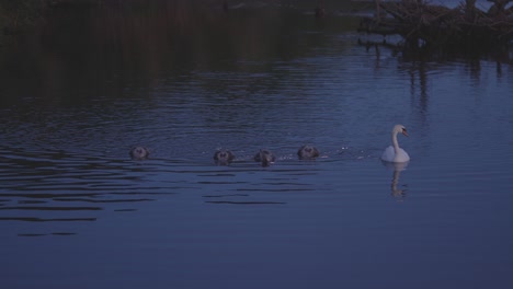 beautiful view of swans and cygnets swimming in a lake