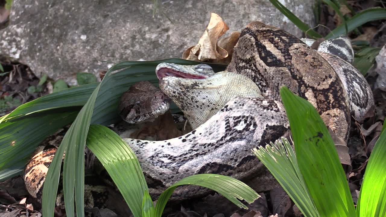 Premium stock video - Extreme close up of a python eating an iguana whole