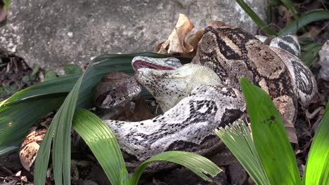 Extreme-Nahaufnahme-Einer-Python,-Die-Einen-Ganzen-Leguan-Isst