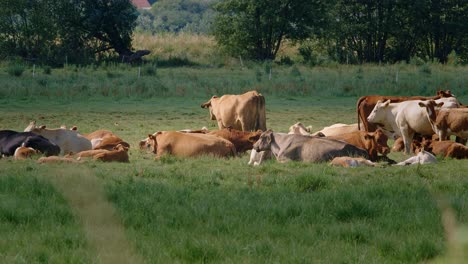 Herd-of-cattle-with-cows,-calves-and-a-bull-trying-to-pair-with-a-cow-on-a-meadow-on-a-hot-summerday