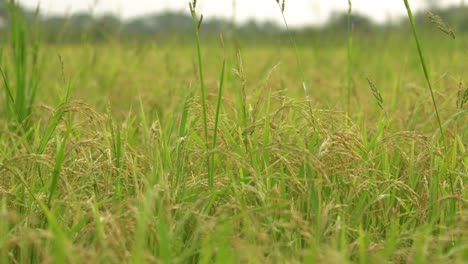 El-Arroz-Es-El-Alimento-Básico-Y-El-Cultivo-Comercial-De-La-Mayoría-De-Los-Países-Del-Mundo.