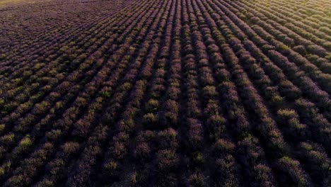 lavender field aerial view