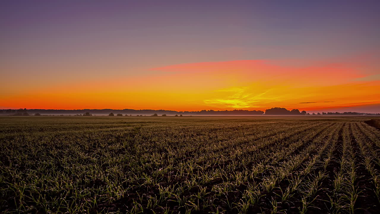 田舎の農地に黄金色の日の出。タイムラプス