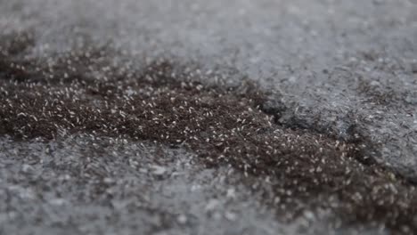 pavement ant colony on road