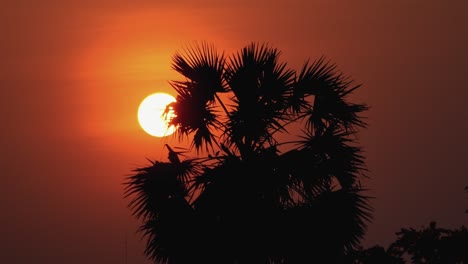 Lapso-De-Tiempo-De-Una-Puesta-De-Sol-Naranja-Detrás-De-Una-Silueta-De-Una-Palmera