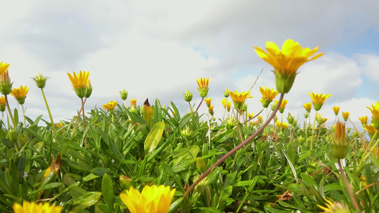바람이 불고 흐린 날에는 조용하고 바닷바람이 부는 해변 옆에 있는 노란 꽃 잡초 풀