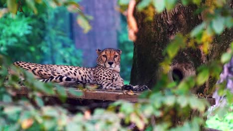 atemberaubende hd-aufnahmen eines wilden leoparden, der in der natur unter dem baum ruht