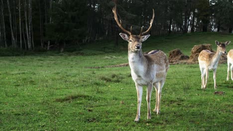 Damhirschbock-Mit-Großen-Hörnern,-Der-üppiges-Grünes-Gras-Frisst,-Zeitlupe,-Sonniger-Herbsttag,-Wildtierkonzept,-Mittlere-Handaufnahme