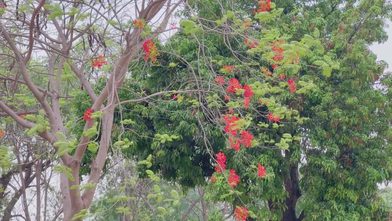 Vista natural ao ar livre de galhos floridos de flamboyant cheios de flores vermelhas brilhantes e folhagem verde, criando uma paisagem tropical colorida durante o dia.
