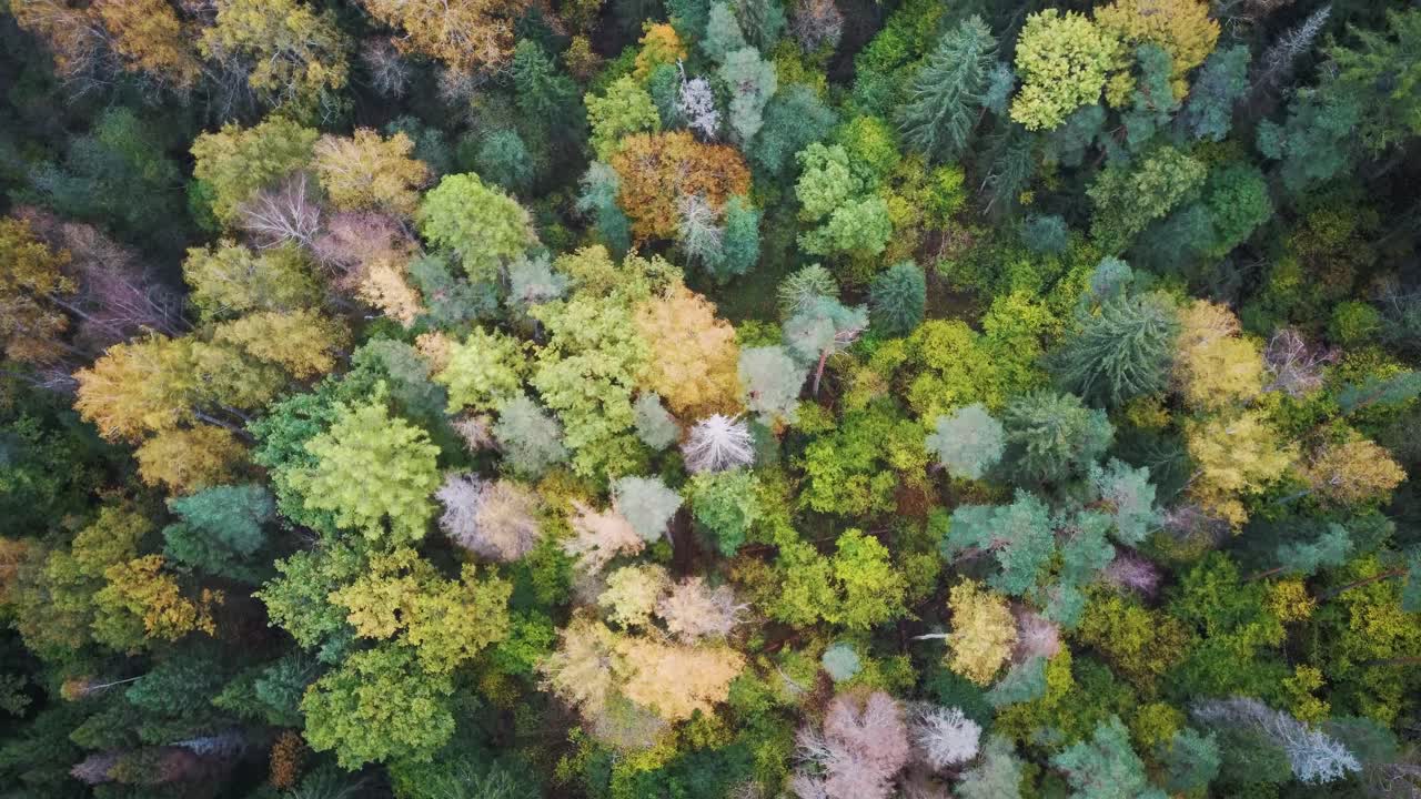vista aérea del bosque de copas de árboles de coníferas de pino verde y abeto y el lago kalnmuiza en letonia