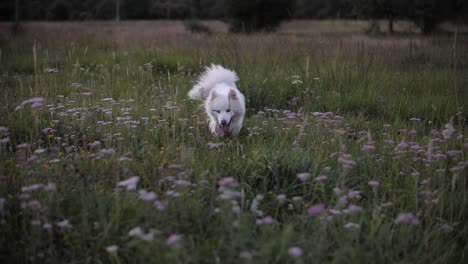 Perro-Blanco-Esponjoso-Samoyedo-Caminando-Por-El-Campo,-Mascota-Feliz-Deambulando-Al-Aire-Libre