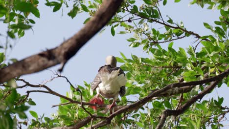 un booby de patas rojas se sienta en la rama de un árbol en el viento en little cayman en las islas caimán