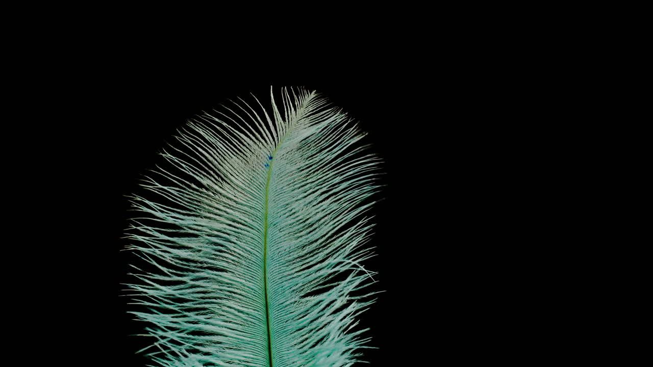 Light Teal Feather on Black Background