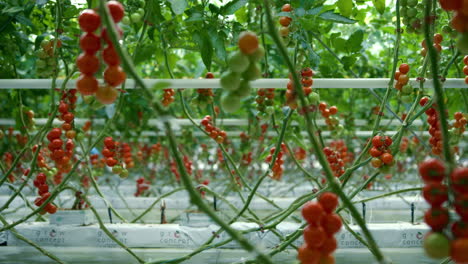 tomatoes growing in greenhouse gardener harvesting red fresh vegetables box