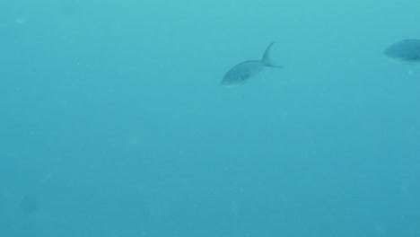 disparo acuático de peces de colores