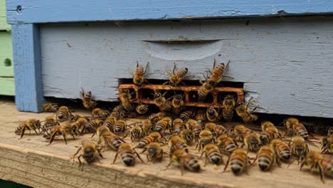a close-up view of bees interacting outside their hive, showcasing the busy life of these essential pollinators in their natural environment