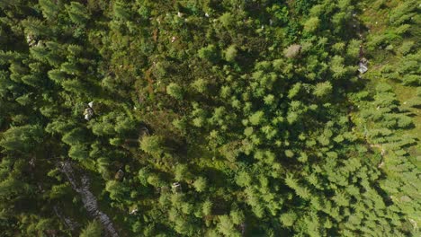 Aerial-view-of-a-European-forest-on-Sorapis-lake-in-Italy,-humid-climate-with-very-green-trees