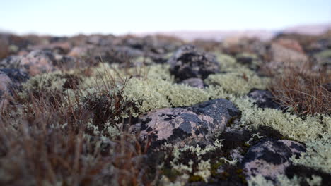 Greenland-Landscape,-Close-Up-of-Moss-and-Grass-on-Rocks-on-Humid-Day