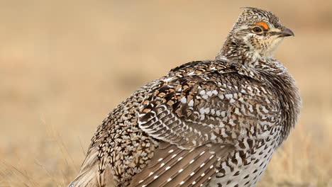 urogallo de cola afilada acicalándose sus plumas, cierre superficial de ángulo bajo