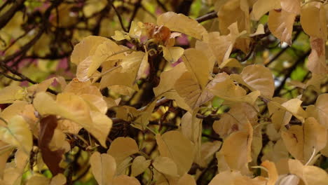 Las-Hojas-De-Otoño-De-Color-Amarillo-Dorado-Revolotean-Suavemente-En-Cámara-Lenta-Con-El-Viento-Otoñal