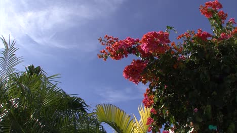 bougainvillea flowers in grand turk,turk and caicos islands