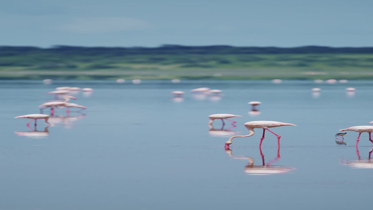 아프리카의 호수에서 는 플라밍고, 소셜 미디어, 인스타그램 릴, 토크, 탄자니아의 ndutu 국립 공원의 ngorongoro 보호 구역
