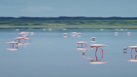 Flamingos-Walking-in-Lake-in-Africa,-Pink-Flamingo-Vertical-Video-for-Social-Media,-Instagram-Reels-and-Tiktok-in-Ngorongoro-Conservation-Area-in-Ndutu-National-Park-in-Tanzania-in-African-Wildlife