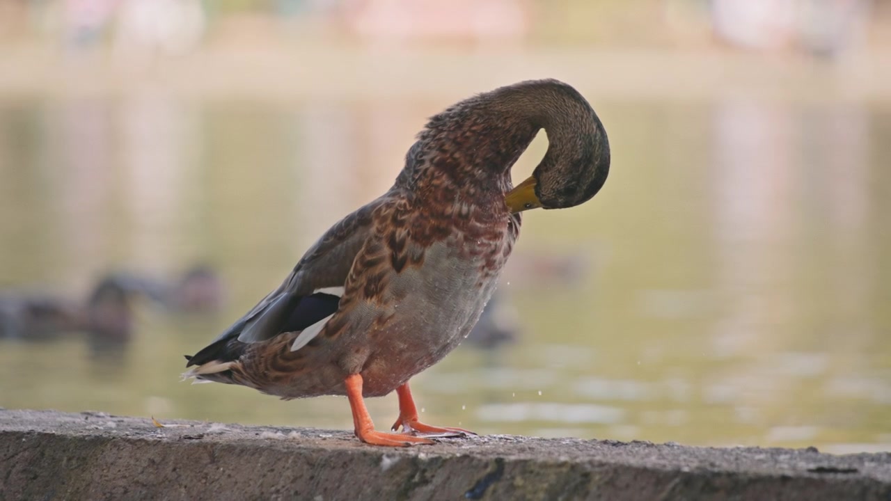 Anatra che si pulisce le piume con il becco
