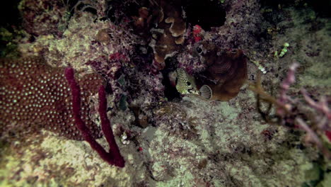 Zeitlupenaufnahme-Eines-Glatten-Kofferfisches,-Der-Nachts-Allein-Im-Karibischen-Meer-Schwimmt