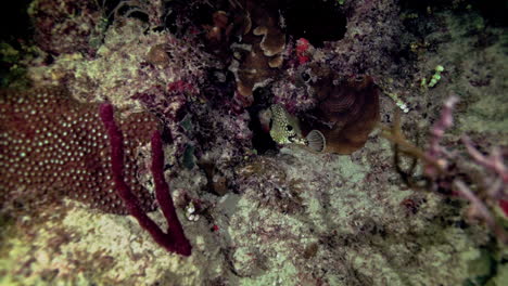 fotografía en cámara lenta de un pez tronco liso nadando solo en el mar del caribe por la noche