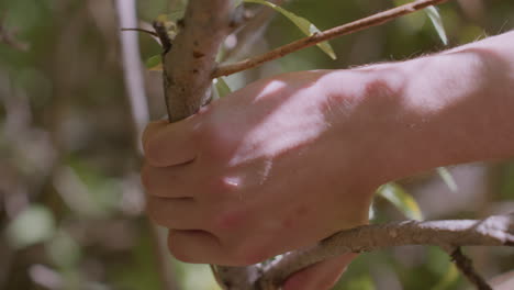 close-view of tree trunk illuminated by warm sunlight, showing reddish tint on bark from exposure, surrounded by soft-focus leaves and branches in calm green forest during peaceful daytime atmosphere