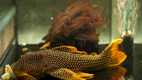 close up of a orange spotted black suckermouth catfish scobinancistrus aureatus or hypostominae scobinancistrus sucking onto the bottom glass of an aquarium