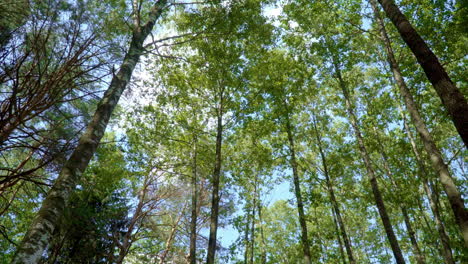 crowns of trees in dense forest with deciduous and conifer trees