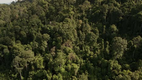 Vista-Aérea-Inclinada-Hacia-Arriba-De-La-Exuberante-Selva-Tropical-Verde-En-La-Isla-De-Koh-Chang-En-Tailandia