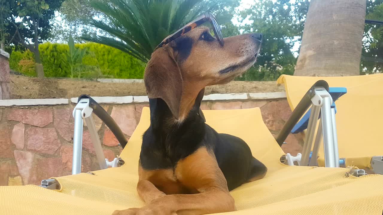 el retrato de un perro con gafas de sol se siente curioso. un momento gracioso.