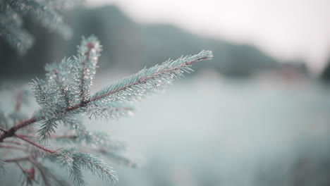 Immergrüner-Kiefernzweig,-Nahaufnahme-Mit-Regentropfen-Und-Frost-Auf-Kiefernnadeln-Im-Winter,-Zweigwellen-In-Leichter-Brise-Mit-Unscharfem-Feld-Und-Bergkette-Im-Hintergrund,-4K-Prores