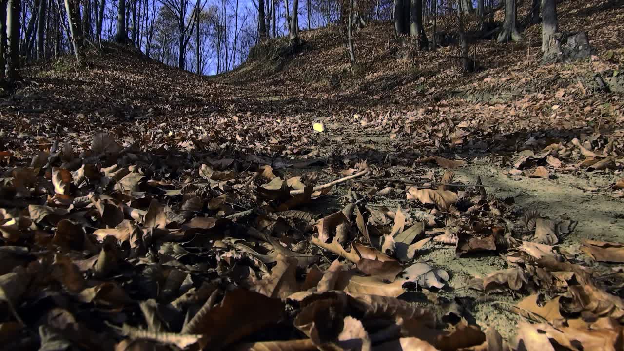 un paseo por el bosque, temporada de otoño, filmado desde el suelo