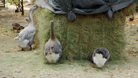 geese by a haystack in a park