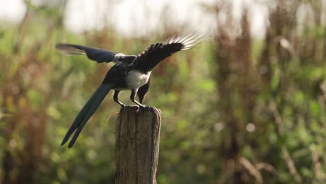 Magpie-gorging-itself-on-a-mouse-defends-its-prey-from-another