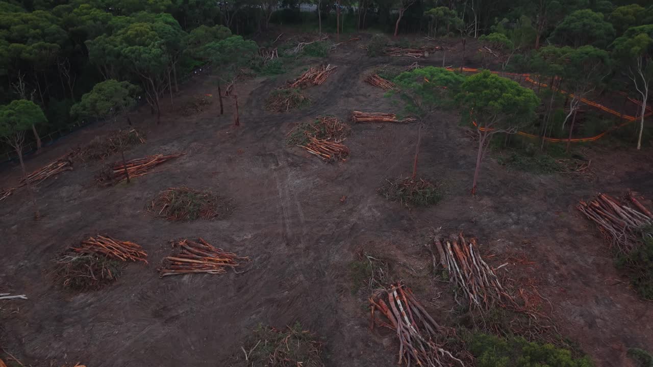 Drone flies over trees and pans down to reveal barren eucalyptus clearing in New South Wales