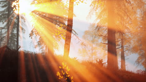 scene of sunrise in a birch forest on a sunny summer morning with fog