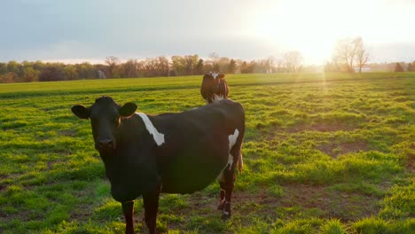 vacas lecheras en prado verde pasto ver drone aéreo