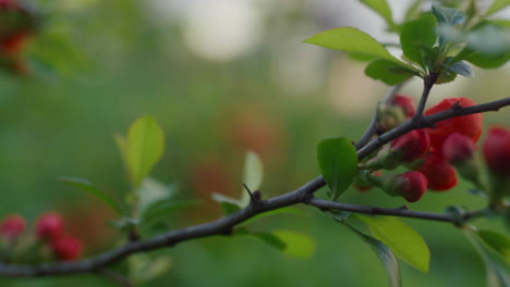 beautiful tree flowers blossoming on branch. closeup red flowers blooming