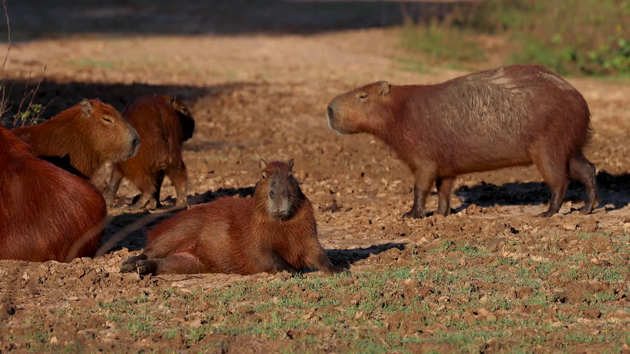Capybaras in their natural habitat in the Pantanal, Brazil
