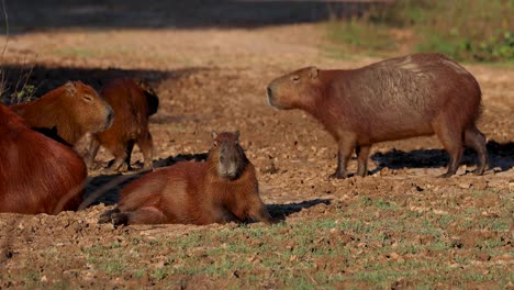 capybaras in their natural habitat in the pantanal, brazil